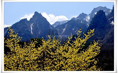 설악의 산수유
