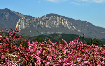설악 울산암 복사꽃