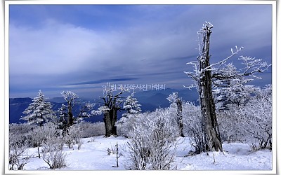 태백산 고목