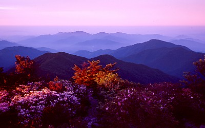 반야