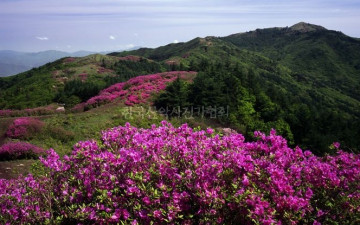바래봉 철쭉