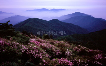 철쭉이 있는 불무장등