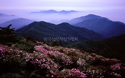 철쭉이 있는 불무장등