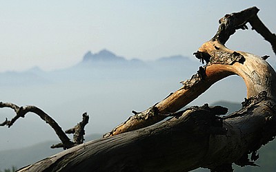 비상