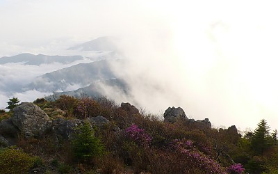 진달래