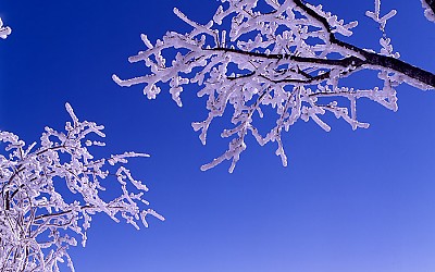 세로로 본 천년 고사목