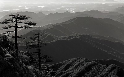 고사목 하나가 사라졌습니다.