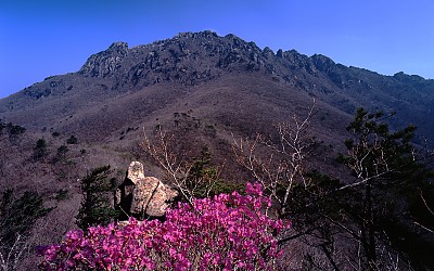 가야산 진달래