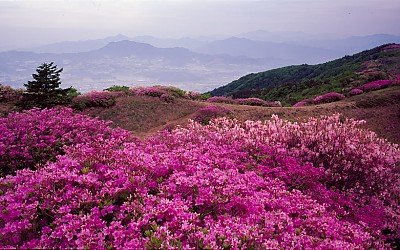 바래봉 철쭉