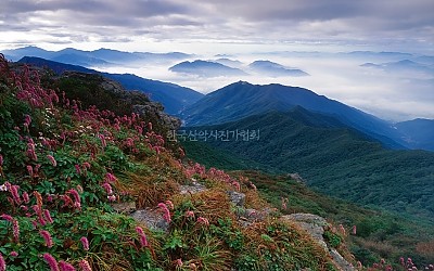 산오이