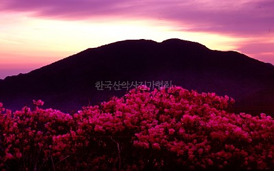여명의 진달래