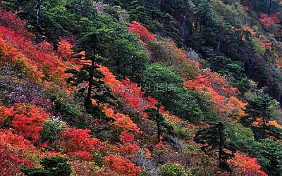 지리에 붙은 불은