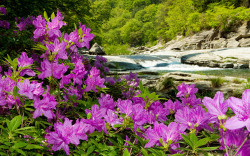 무주..수달래 기달려집니다.