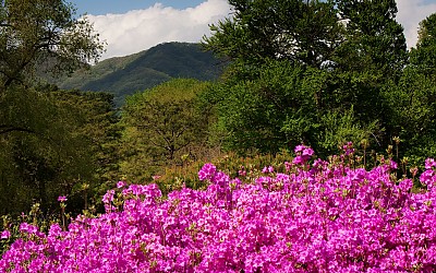 물푸레봉의 봄