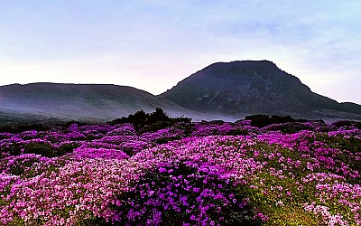 한라산철쭉