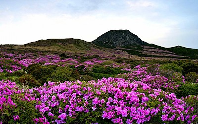 한라산철쭉2