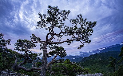 가야산의 미인송