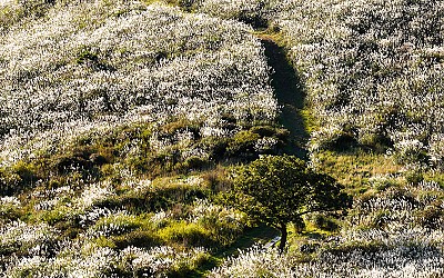 황매산 !