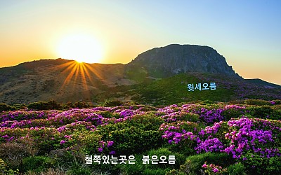 한라산 철쭉
