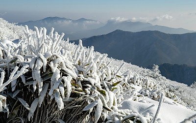 상고대