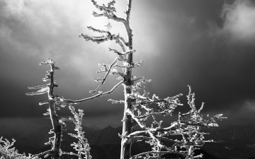 흑백으로 본 고사목