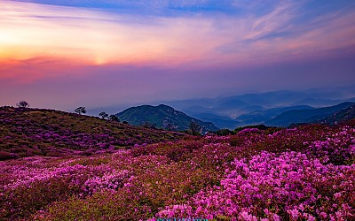 황매산 아침