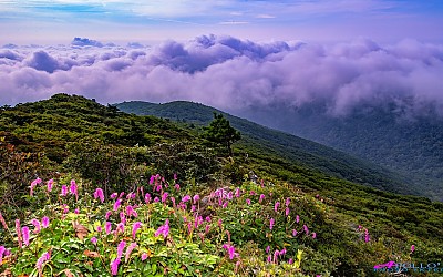 덕유산 오이풀