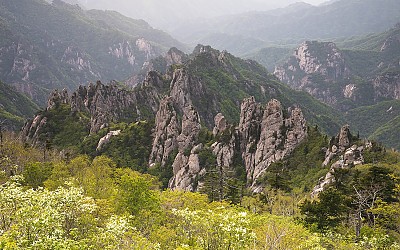 기륭나무와  용아