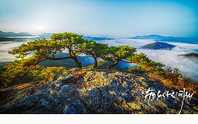 소나무