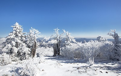 태백산 상고대