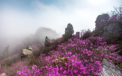 주작의 봄
