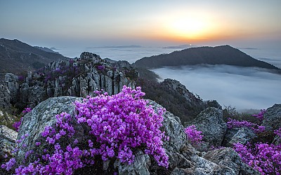 주작산의 봄