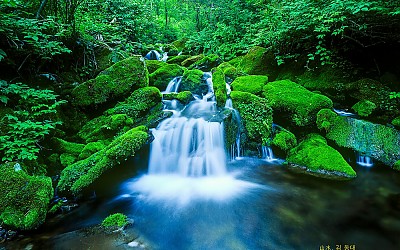 박지산 이끼