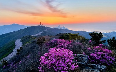 황령산의 봄