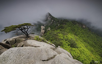 도봉산 소나무