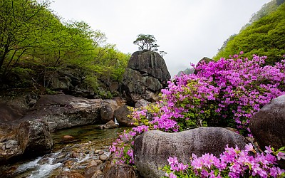 의신계곡 수달래