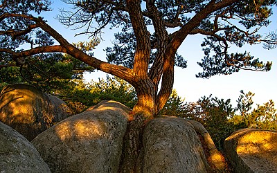 팔공산