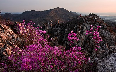 주작산의 봄