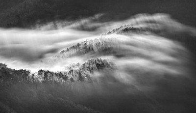 나무들을 스치는 운해