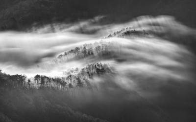 나무들을 스치는 운해