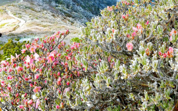 철쭉위에 내려앉은 겨울