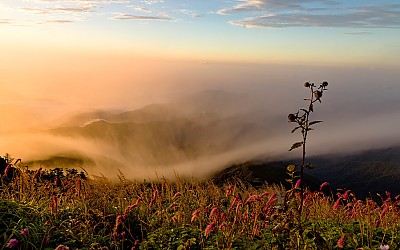 지리산 오이풀