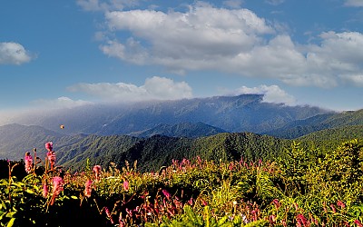 지리산  오이풀