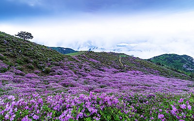 황매산 철죽