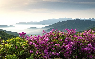 팔량치 철죽