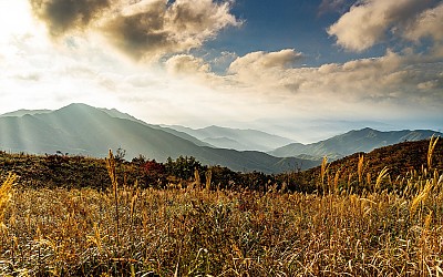 장안산 억새