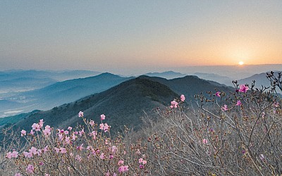 고리봉 진달래