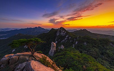 명품소낭구와 일몰빛