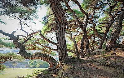 우리동네 솔밭 풍경