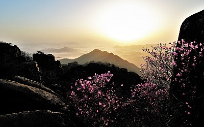 대둔산 진달래